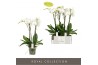 Phalaenopsis anthura madrid Fortuno Largo 4 tak