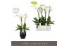 Phalaenopsis anthura madrid Fortuno Largo 4 tak in Abruzzo Black Aquo