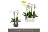 Phalaenopsis anthura madrid Fortuno Largo 4 tak in Esra Graphite