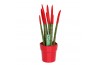 Sansevieria cylindrica velvet touchz® rood in keramiek edel