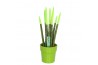 Sansevieria cylindrica velvet touchz® groen in keramiek edel