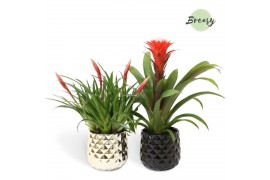 Bromelia mix Royal Crown keramiek - Royal Classic mix