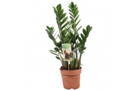 Zamioculcas zamiifolia 4+ veren - 80-85cm