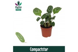 Ctenanthe setosa compactstar - Rhythm of Nature