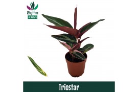 Stromanthe sanguinea triostar - Rhythm of Nature