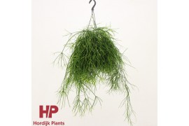 Rhipsalis baccifera oasis hp