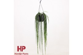 Rhipsalis paradoxa minor hp