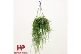 Rhipsalis baccifera shaferi hp