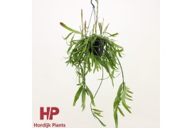 Rhipsalis disocactus quetzaltecus hp