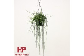 Rhipsalis floccosa hp