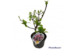 Viburnum charles lamon bodnantense Charles Lamont