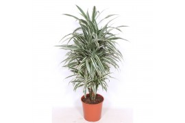 Dracaena fragr. der. white stripe Dracaena White Stripe 1 pp