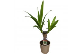 Yucca 25cm - Enkel Stam - 1 Kop