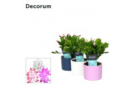 Schlumbergera mix 4 kleuren decorum  in keramiek