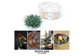 Arrangementen succulenten rootless aloe aristata magic in kraft box di