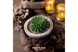 Arrangementen succulenten rootless aloe aristata magic in koala bowl