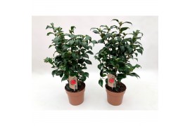 Camellia japonica principessa baciocchi 20-25 knoppen