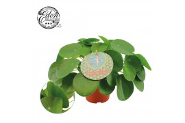 Pilea peperomioides + duits etiket