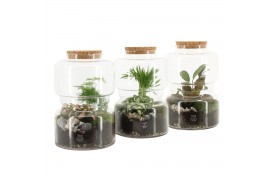 Arrangementen kamerplanten 90687: Terrarium arrangement 2 pp