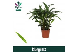 Calathea rufibarba blue grass - Rhythm of Nature