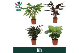 Calathea mix - Rhythm of Nature