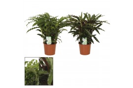 Calathea mix Grass mix - Rhythm of Nature