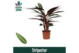 Stromanthe stripestar - Rhythm of Nature