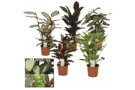 Calathea mix 5 soorten