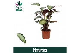 Calathea picturata argentea - Rhythm of Nature