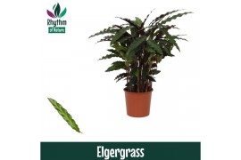 Calathea elgergrass - Rhythm of Nature