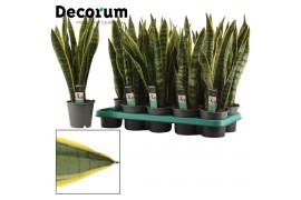 Sansevieria trifasciata laurentii decorum