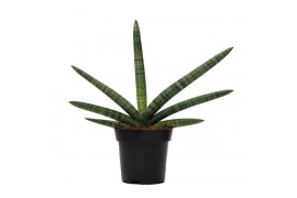 Sansevieria cylindrica skyline