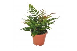 Dryopteris erythrosora prolifica Winterhard