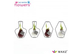 Hippeastrum gewaxt No Water Flowers Waxz Formz Classic mix