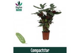 Ctenanthe setosa compactstar - Rhythm of Nature