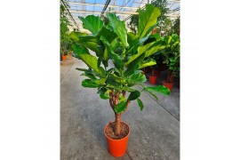 Ficus lyrata vertak