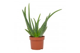 Aloe vera 2-stek