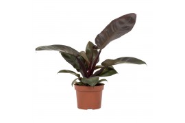 Philodendron Black Cardinal