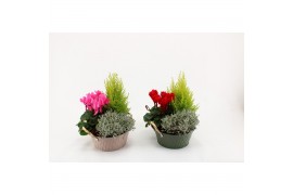 Arrangementen perkplanten Arrangement Storm in zinken schaal Nora 3 pp