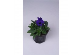 Viola cornuta evo mini f1 true blue