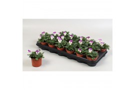 Viola cornuta evo mini f1 lavender pink