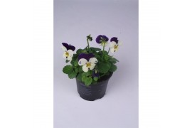 Viola cornuta evo mini f1 white purple jump up