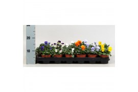 Viola cornuta mix mix in tray x18