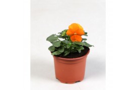 Viola cornuta evo mini f1 deep orange