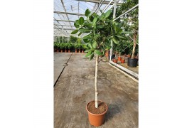 Ficus benghalensis Ficus Benghalensis 1 pp