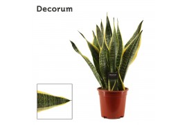 Sansevieria trifasciata futura superba decorum