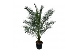 Phoenix canariensis Phoenix Canariensis P45 300cm 1 pp