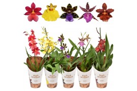 Orchidee mix kort 1 tak