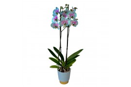 Phalaenopsis wonder of nature 2 tak in pot Elegance