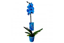 Phalaenopsis magic blue 1 tak